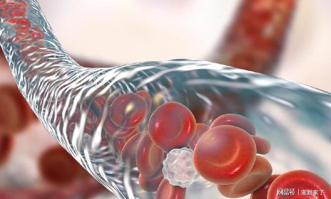 开云 开云体育官网被国人所迷恋的养生保健项目实则是一个不折不扣的大骗局(图4)