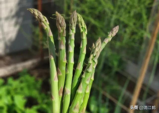 开云 开云体育官网保健蔬菜露笋可一次种植多次“不劳而获”注意6个“小问题”(图2)