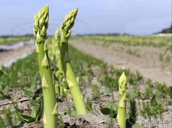 开云 开云体育官网保健蔬菜露笋可一次种植