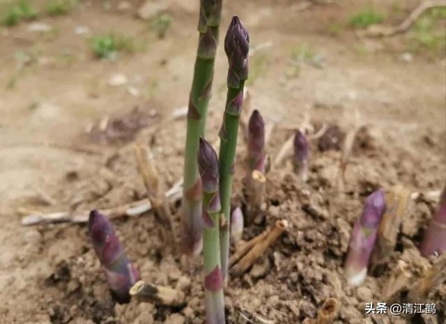 开云 开云体育官网保健蔬菜露笋可一次种植多次“不劳而获”注意6个“小问题”(图4)