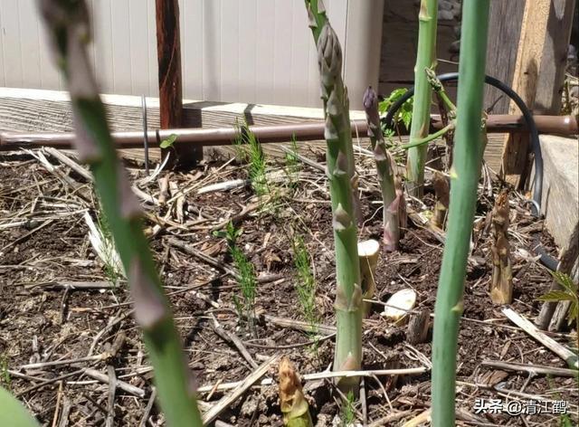 开云 开云体育官网保健蔬菜露笋可一次种植多次“不劳而获”注意6个“小问题”(图3)
