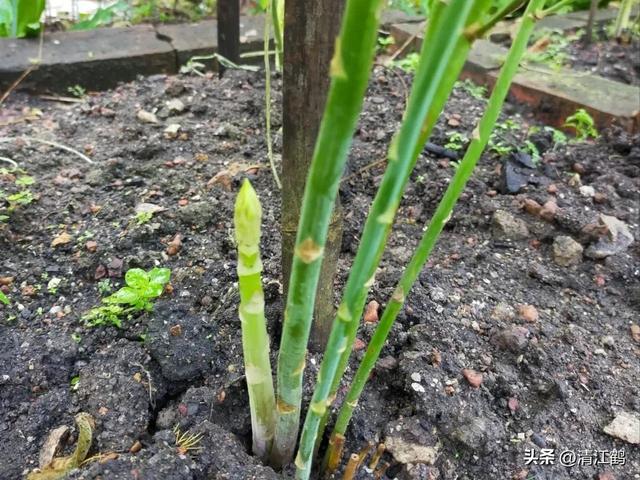 开云 开云体育官网保健蔬菜露笋可一次种植多次“不劳而获”注意6个“小问题”(图7)