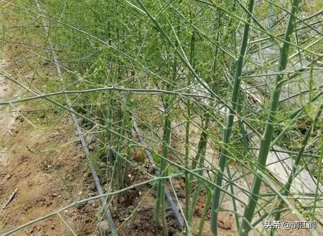 开云 开云体育官网保健蔬菜露笋可一次种植多次“不劳而获”注意6个“小问题”(图12)