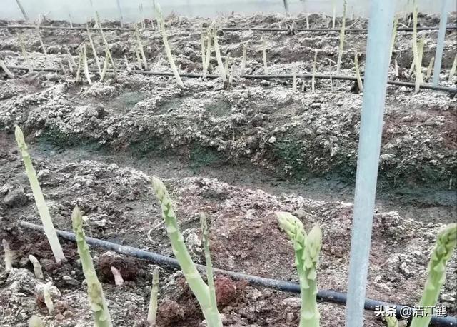 开云 开云体育官网保健蔬菜露笋可一次种植多次“不劳而获”注意6个“小问题”(图10)