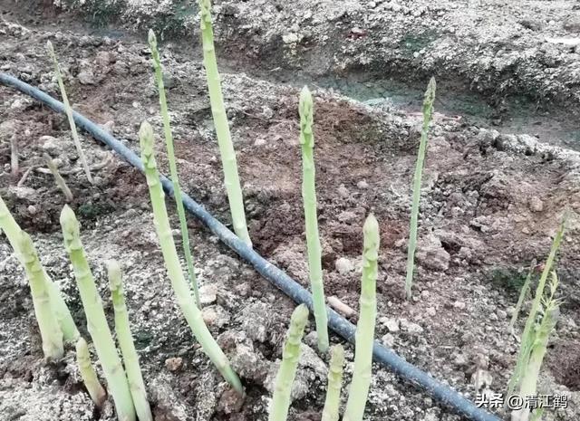 开云 开云体育官网保健蔬菜露笋可一次种植多次“不劳而获”注意6个“小问题”(图9)