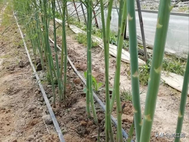 开云 开云体育官网保健蔬菜露笋可一次种植多次“不劳而获”注意6个“小问题”(图11)