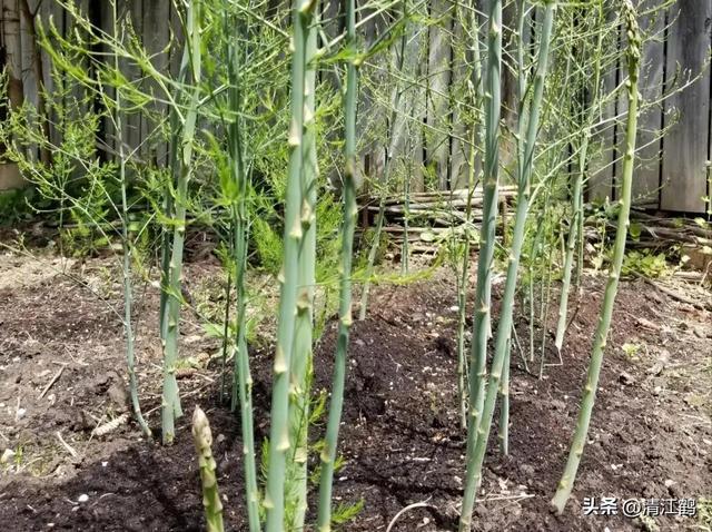 开云 开云体育官网保健蔬菜露笋可一次种植多次“不劳而获”注意6个“小问题”(图8)