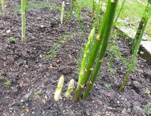 开云 开云体育官网保健蔬菜露笋可一次种植多次“不劳而获”注意6个“小问题”(图13)