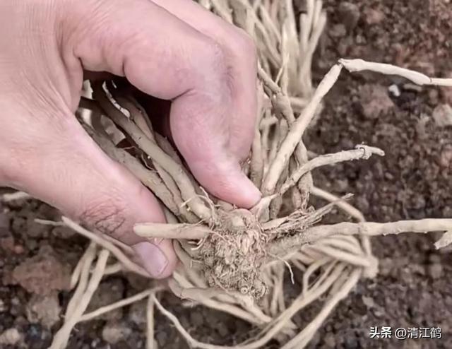 开云 开云体育官网保健蔬菜露笋可一次种植多次“不劳而获”注意6个“小问题”(图18)