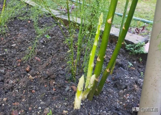 开云 开云体育官网保健蔬菜露笋可一次种植多次“不劳而获”注意6个“小问题”(图14)