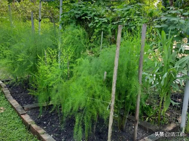 开云 开云体育官网保健蔬菜露笋可一次种植多次“不劳而获”注意6个“小问题”(图16)