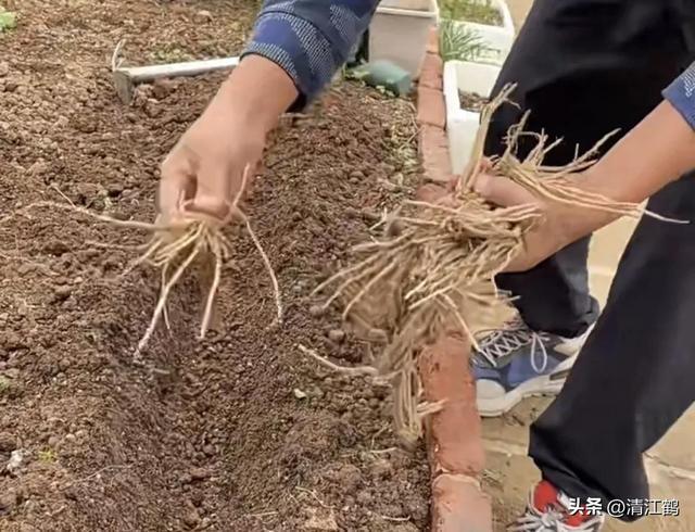 开云 开云体育官网保健蔬菜露笋可一次种植多次“不劳而获”注意6个“小问题”(图17)