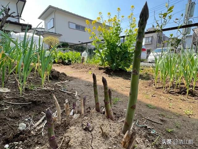 开云 开云体育官网保健蔬菜露笋可一次种植多次“不劳而获”注意6个“小问题”(图22)