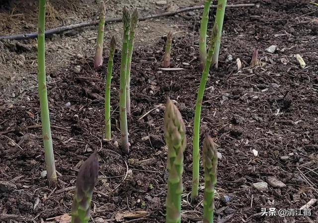 开云 开云体育官网保健蔬菜露笋可一次种植多次“不劳而获”注意6个“小问题”(图21)
