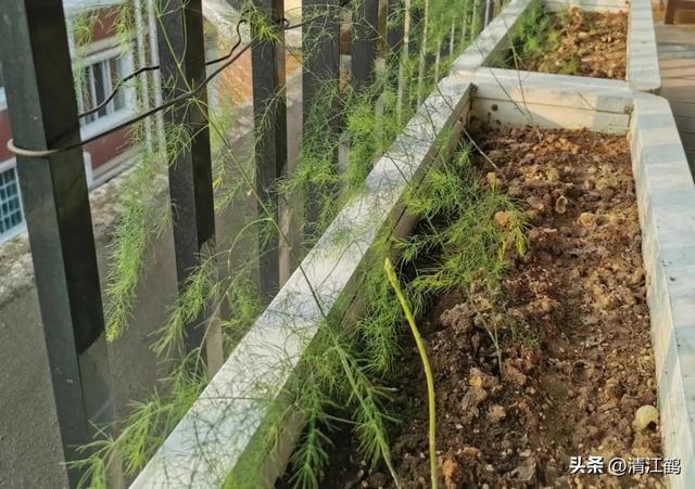 开云 开云体育官网保健蔬菜露笋可一次种植多次“不劳而获”注意6个“小问题”(图19)