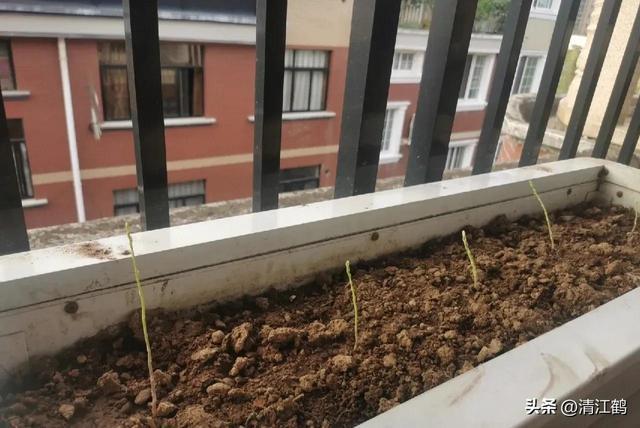 开云 开云体育官网保健蔬菜露笋可一次种植多次“不劳而获”注意6个“小问题”(图20)