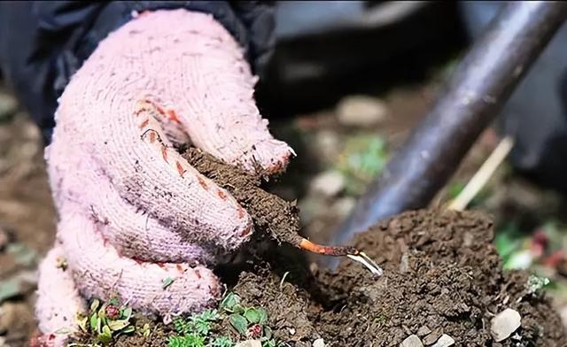 被传得神乎其微的冬虫夏草究竟有没有养生保健功效？是骗局开云 开云体育吗？(图3)