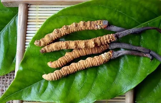 被传得神乎其微的冬虫夏草究竟有没有养生保健功效？是骗局开云 开云体育吗？(图2)