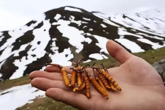 被传得神乎其微的冬虫夏草究竟有没有养生保健功效？是骗局开云 开云体育吗？(图5)