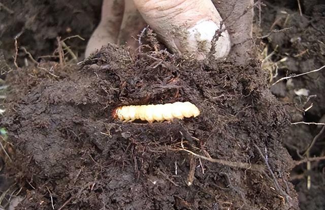 被传得神乎其微的冬虫夏草究竟有没有养生保健功效？是骗局开云 开云体育吗？(图4)