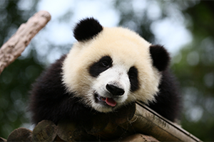 中Kaiyun 开云体育国医疗(图4)