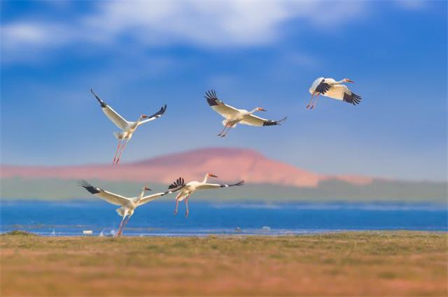 Kaiyun 开云体育明丽秋游美诗六首:宋玉悲秋我爱秋清秋行乐胜春游(图4) Kaiyun 开云体育明丽秋游美诗六首:宋玉悲秋我爱秋清秋行乐胜春游(图4)