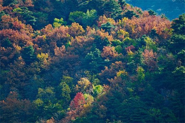 Kaiyun 开云体育明丽秋游美诗六首:宋玉悲秋我爱秋清秋行乐胜春游(图5) Kaiyun 开云体育明丽秋游美诗六首:宋玉悲秋我爱秋清秋行乐胜春游(图5)