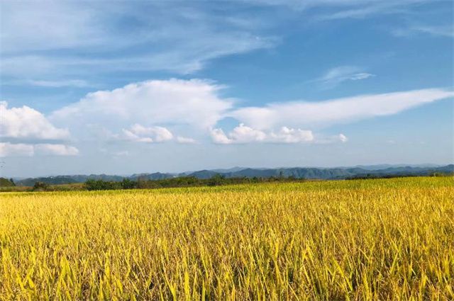 Kaiyun 开云体育明丽秋游美诗六首:宋玉悲秋我爱秋清秋行乐胜春游(图7) Kaiyun 开云体育明丽秋游美诗六首:宋玉悲秋我爱秋清秋行乐胜春游(图7)