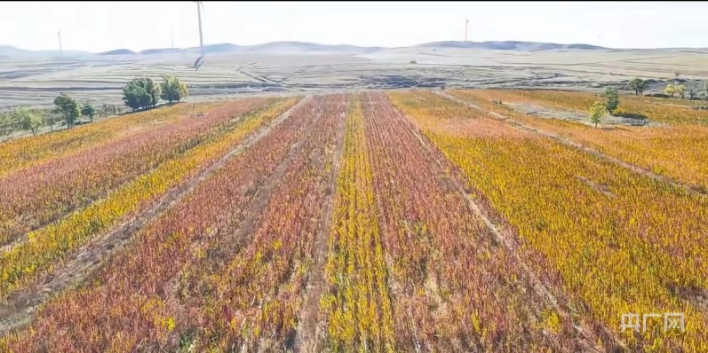 开云APP 开云官网入口“丰”从草原来｜武川变身记：阴山冷凉地成就高原特色农产品生产“高地”(图5)