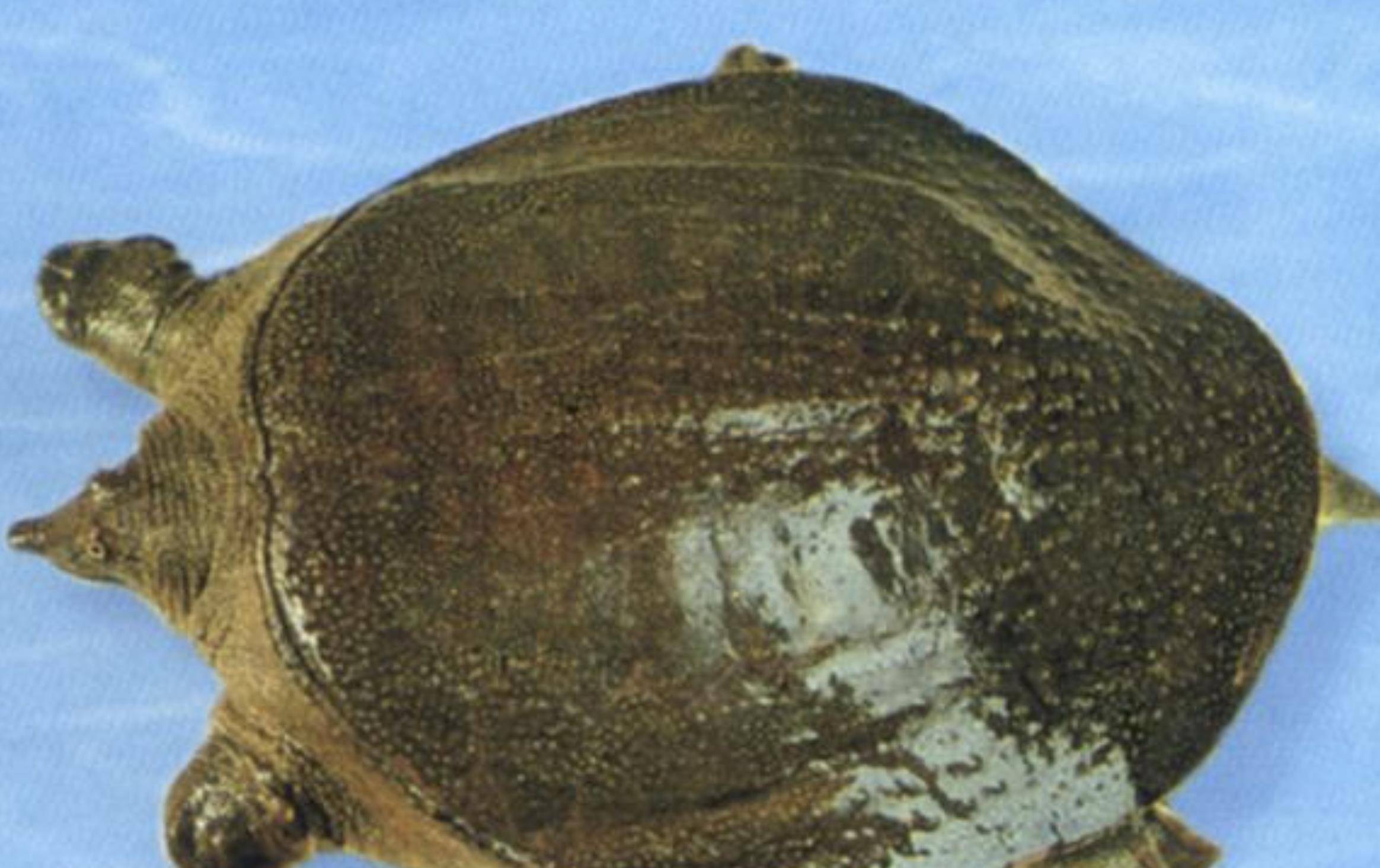 开云 开云体育官网曾经火的不行如今跌落神坛的8种保健品医生劝告：坑钱又没用(图27)