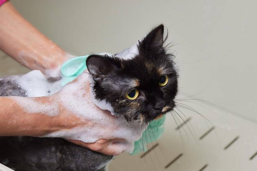 Kaiyun 开云体育猫驱虫药十大品牌排行榜(图8)