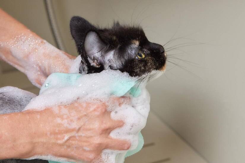 Kaiyun 开云体育猫驱虫药十大品牌排行榜(图9)