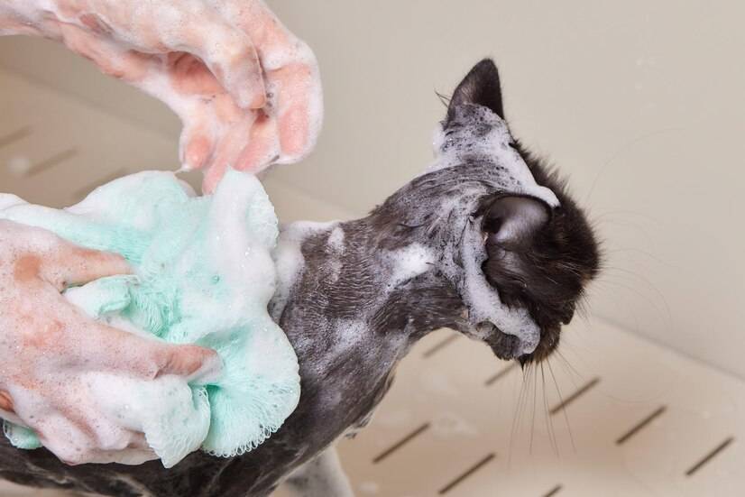 Kaiyun 开云体育猫驱虫药十大品牌排行榜(图11)