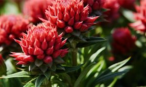 2023男性保健药品行业市场竞争开云 开云体育平台及发展潜力分析(图3)