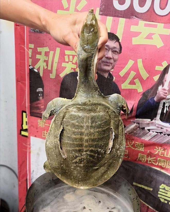 跌落神坛的五大保健品全都是妥妥的智商税开云体育 开云官网你吃过几种？(图27)